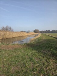 Ulebelt - Oranje
