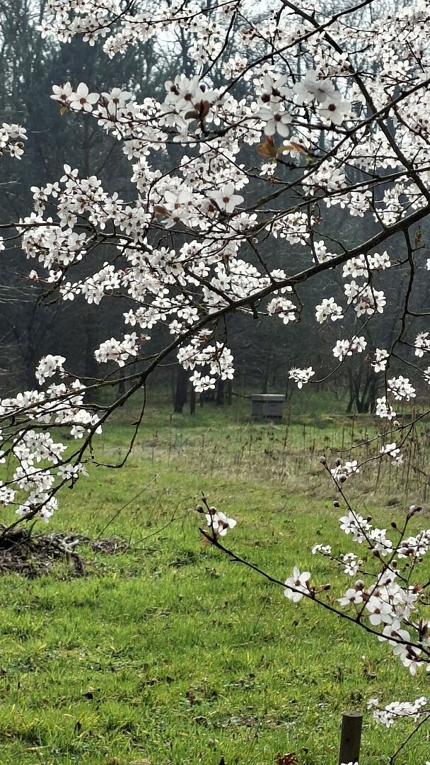 Ravenstein - Uden · Roots Natuurpad etappe 26
