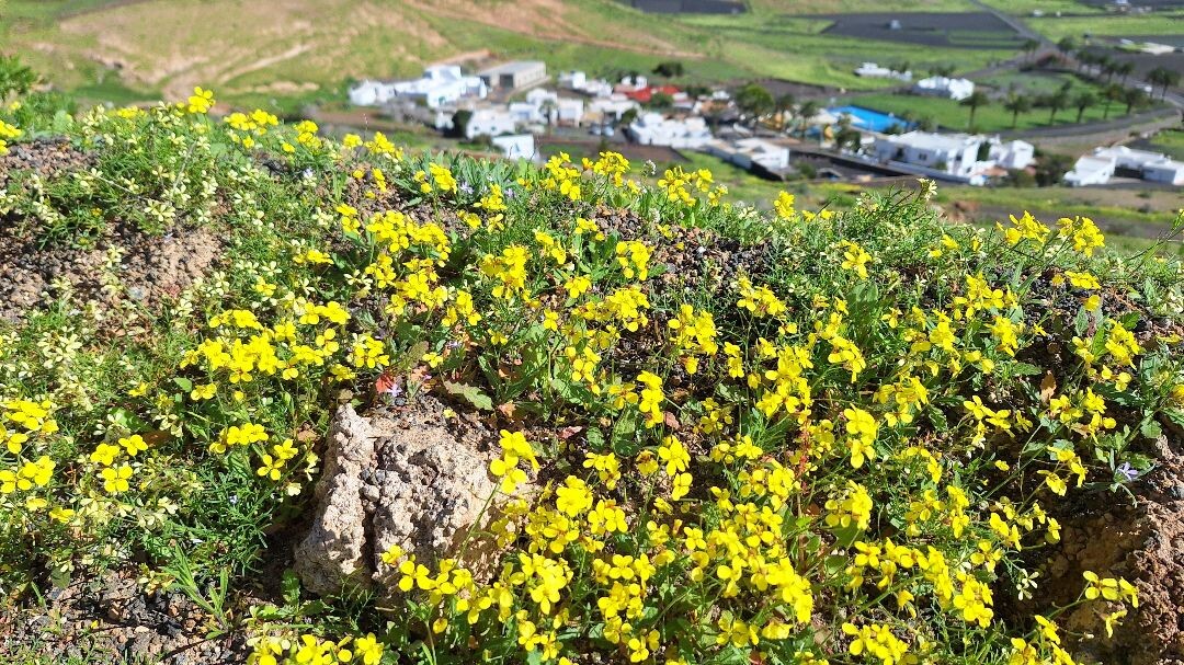 Beklimming van de vulkaan La Atalaya de Fémes