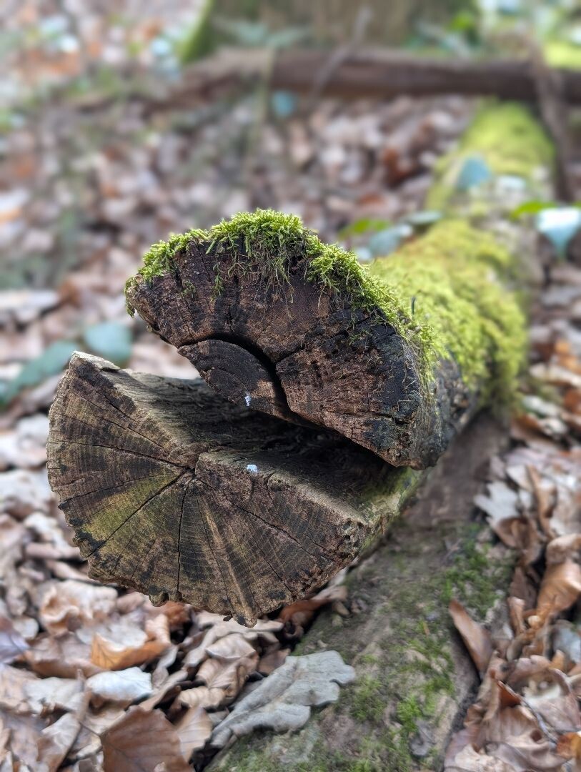 Rondwandeling Milsbeek en Reichswald