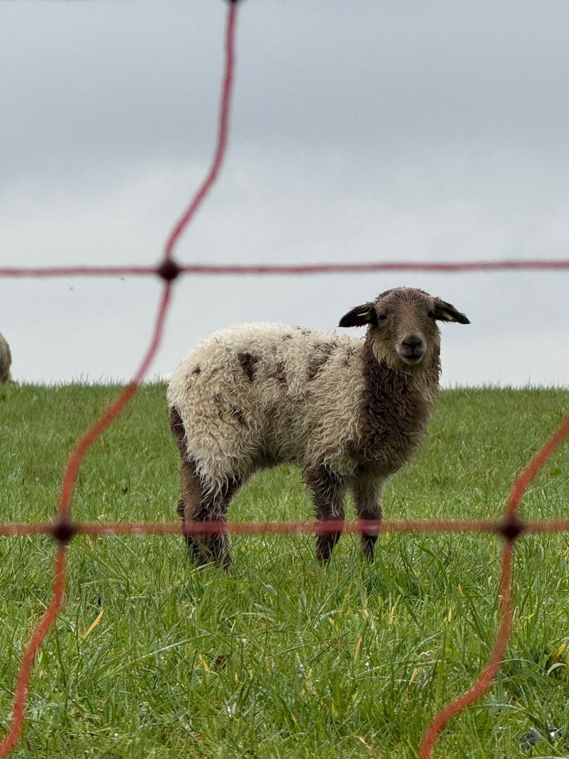 Strabeek - Sint Pietersberg · Pieterpad etappe 26