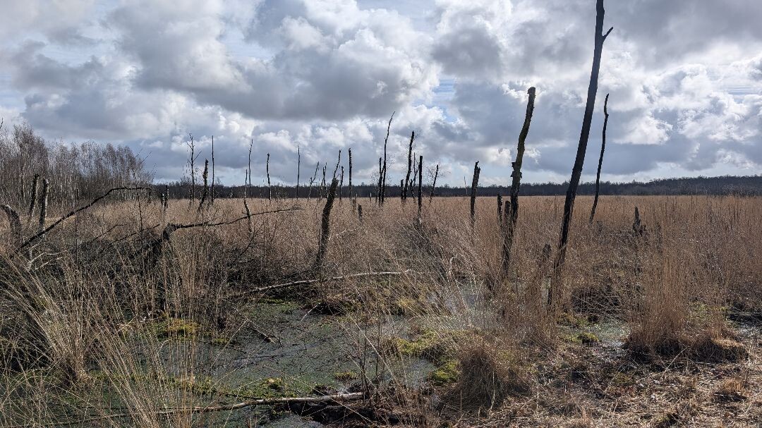 Barger-Oosterveld naar Nieuw-Schoonebeek "Het moeras" · NederRandpad etappe 4