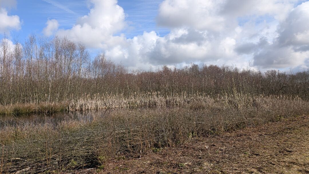 Barger-Oosterveld naar Nieuw-Schoonebeek "Het moeras" · NederRandpad etappe 4