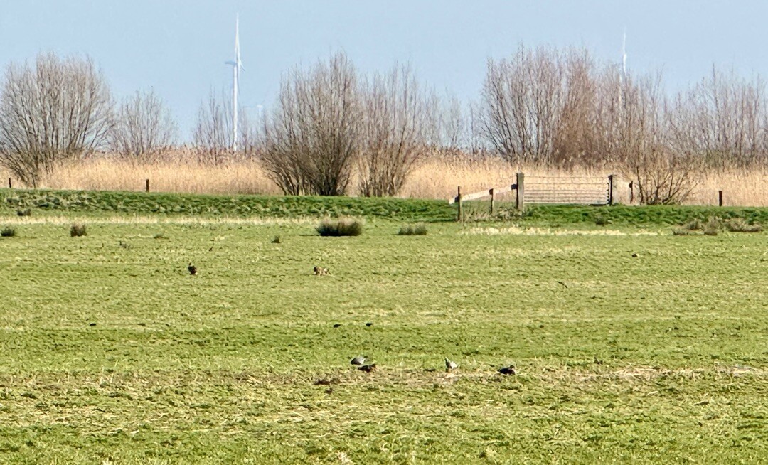 Blaricum - Bunschoten-Spakenburg · Zuiderzeepad etappe 9