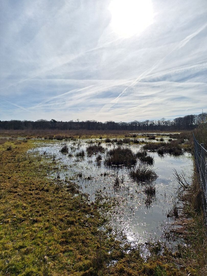 Rondje Laarder Wasmeer (groen)