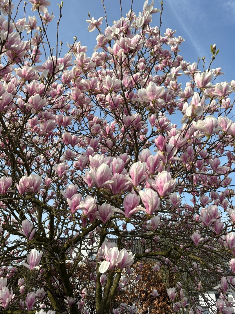 Geldermalsen - 's-Hertogenbosch · Jacobsweg Amstelredam etappe 9