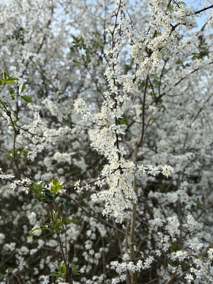 Geldermalsen - 's-Hertogenbosch · Jacobsweg Amstelredam etappe 9