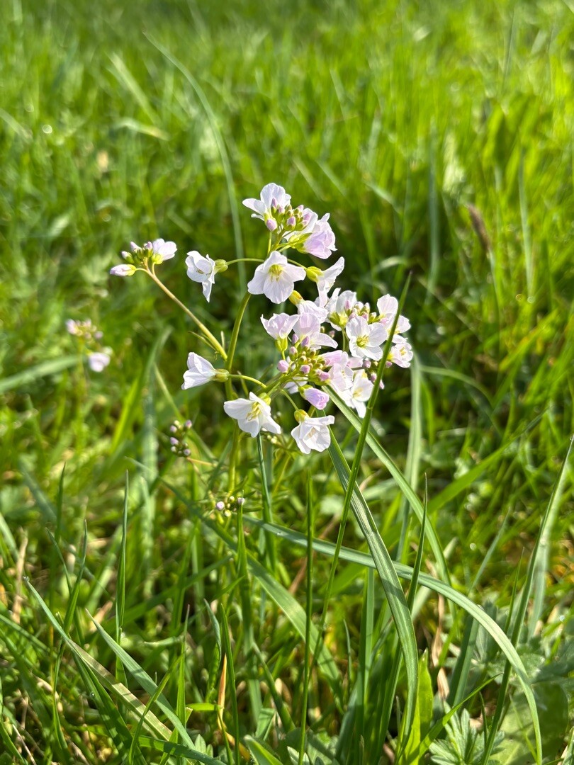 Geldermalsen - 's-Hertogenbosch · Jacobsweg Amstelredam etappe 9