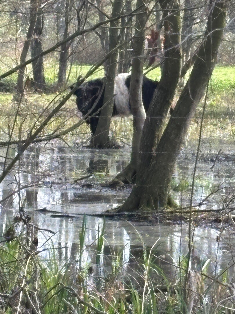 Geldermalsen - 's-Hertogenbosch · Jacobsweg Amstelredam etappe 9