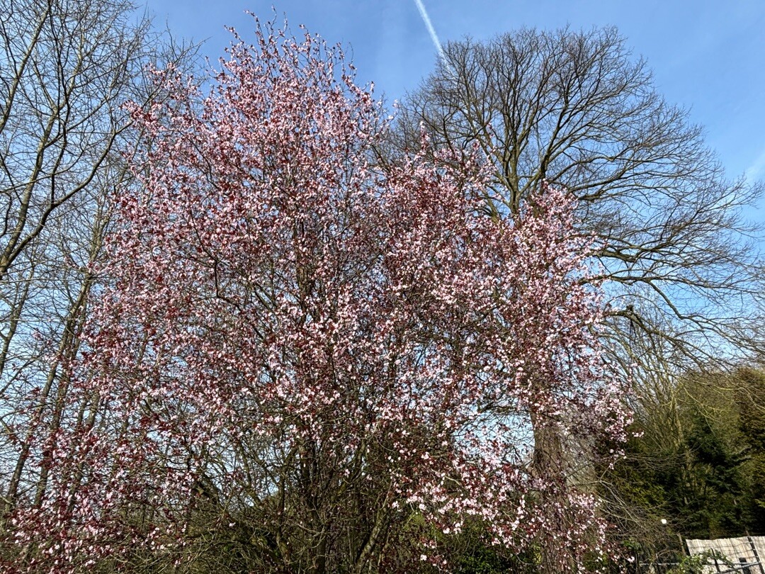 Geldermalsen - 's-Hertogenbosch · Jacobsweg Amstelredam etappe 9