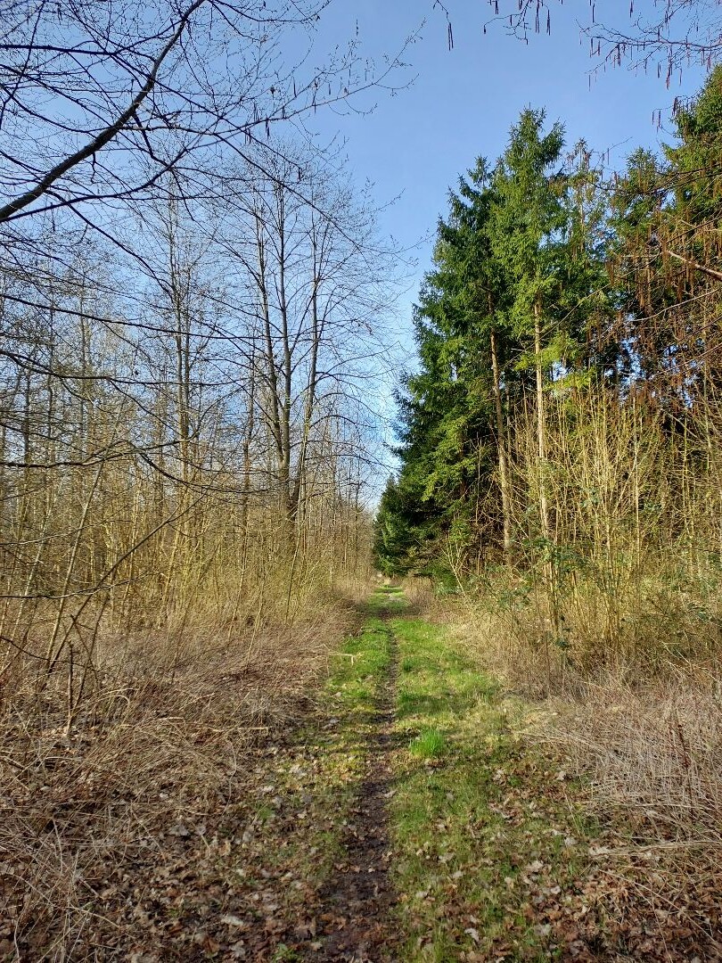 Boswandeling Roggebotbos