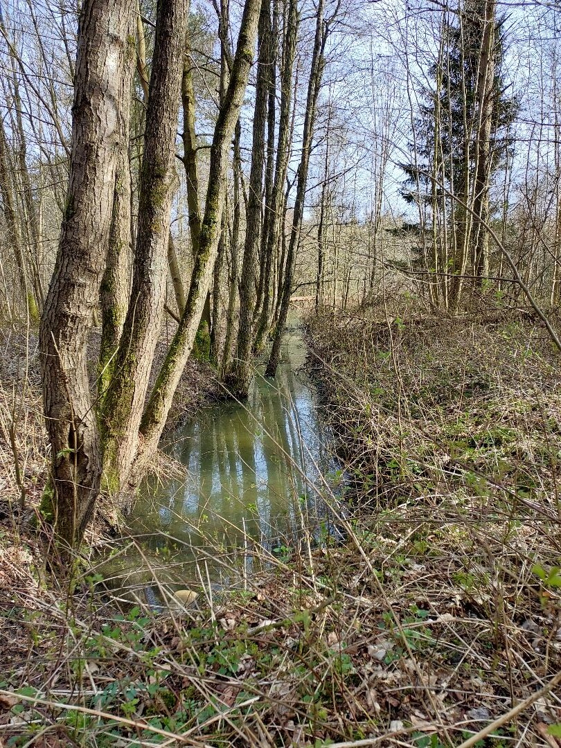 Boswandeling Roggebotbos