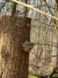 Wandelroute laarzenpad Wijboschbroek