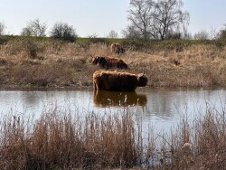 Wandelroute Dintelse Gorzen, blauwe route (3 km) en gele route (5 km)