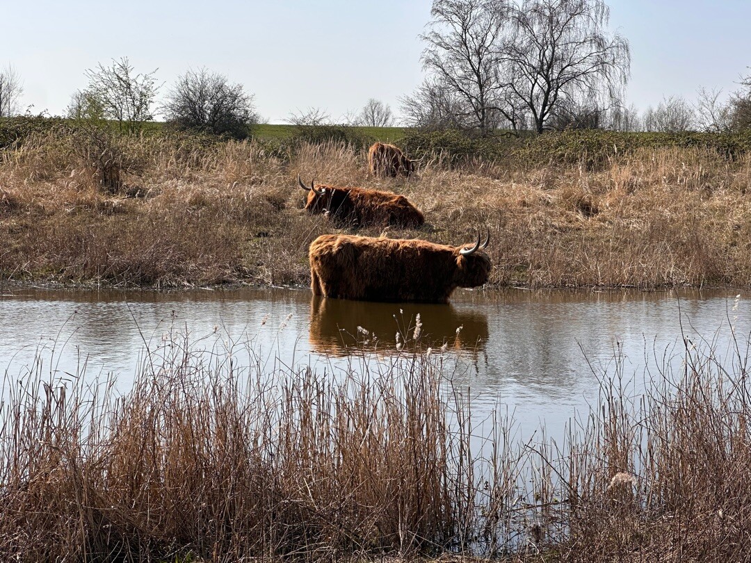 Wandelroute Dintelse Gorzen, blauwe route (3 km) en gele route (5 km)