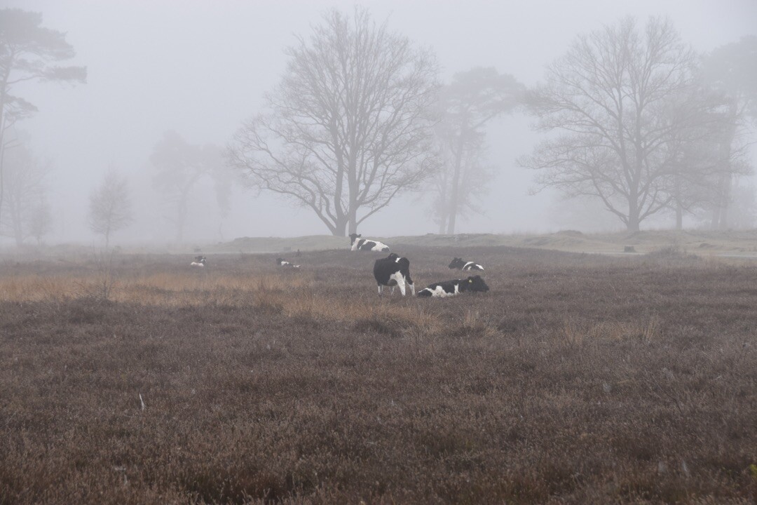 Wandelroute Strubben Kniphorstbosch