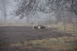 Wandelroute Strubben Kniphorstbosch