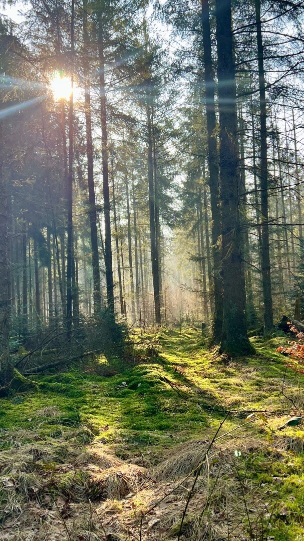 Schoonloo - Sleen · Pieterpad etappe 6