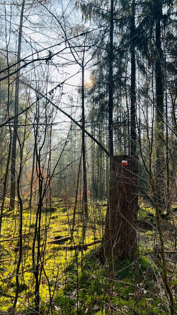 Schoonloo - Sleen · Pieterpad etappe 6