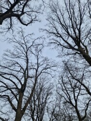 Beckum - Paars