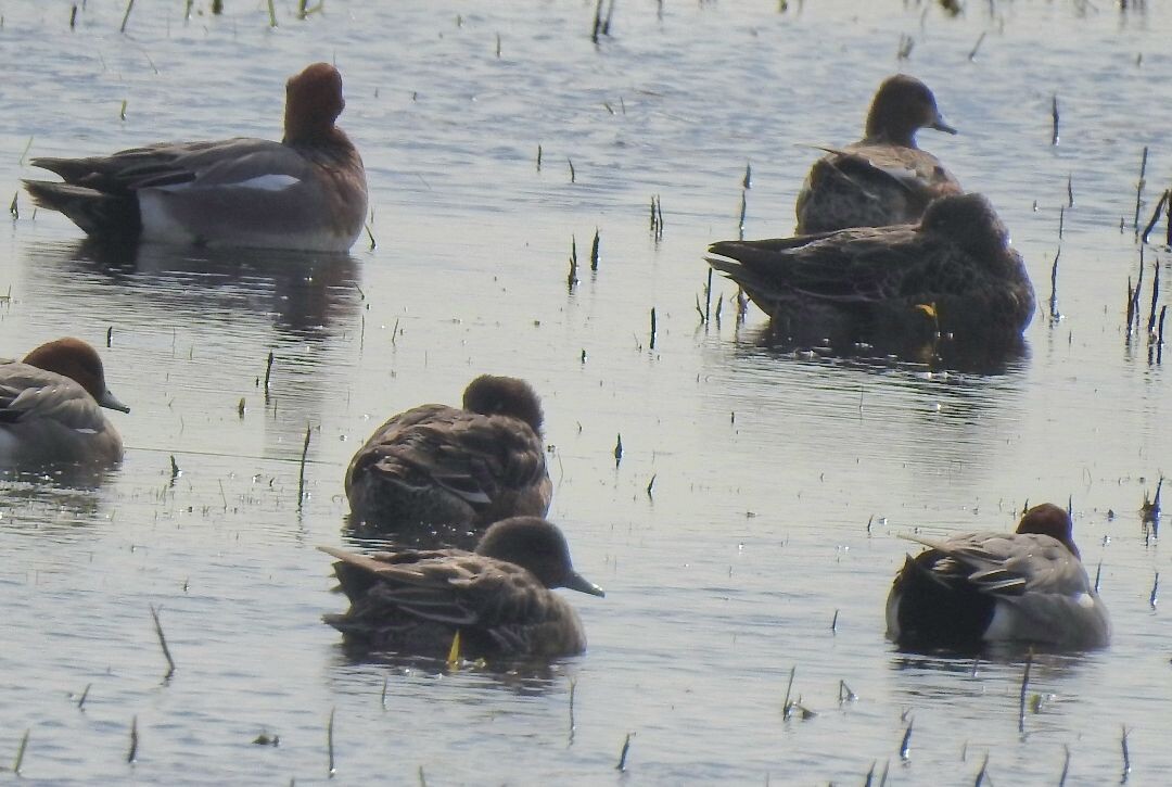 Akkrum-IJlst  · Liberation route etappe 2