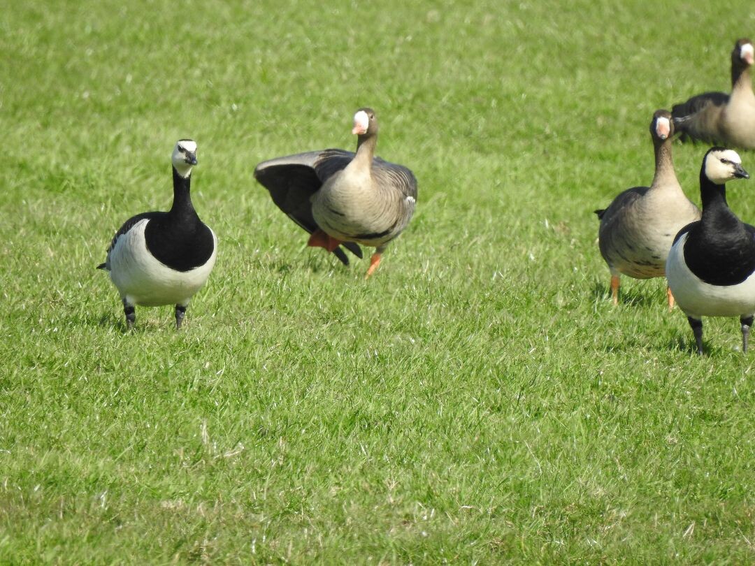 Wandelroute met de pont naar Abbenwier