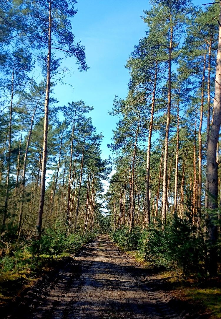 Kootwijk - Veenhuizerveld · Marskramerpad etappe 11
