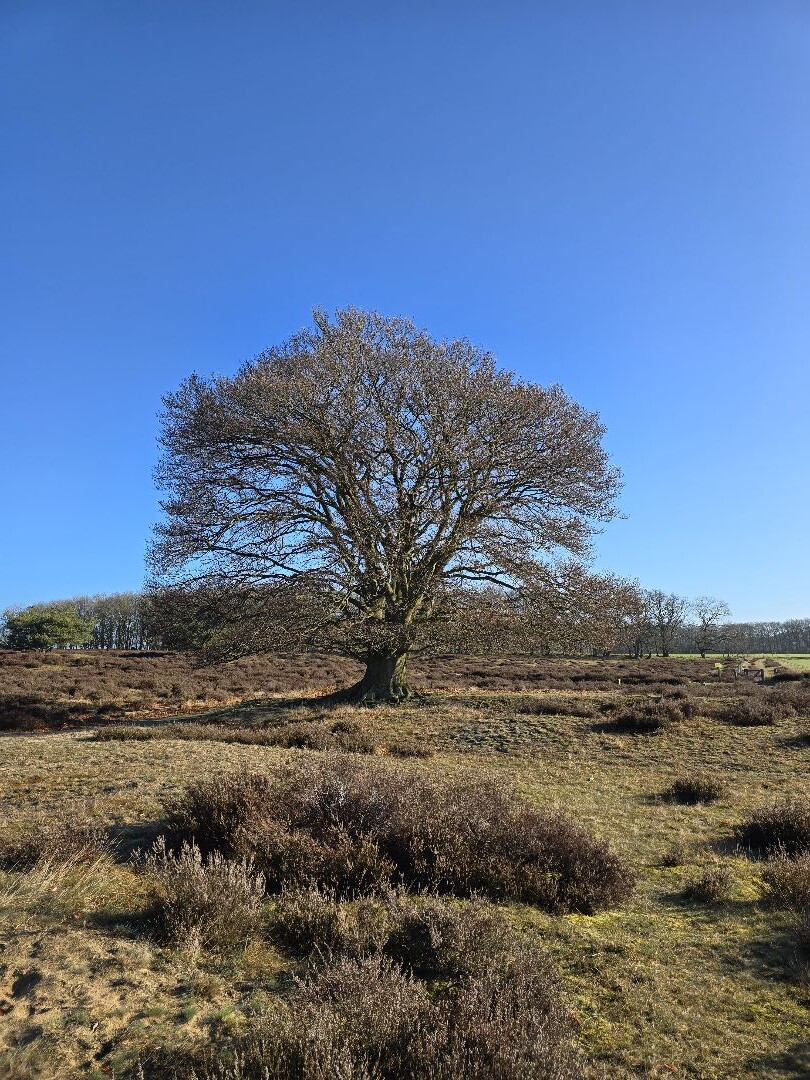 Zonsopkomst wandeling Planken Wambuis