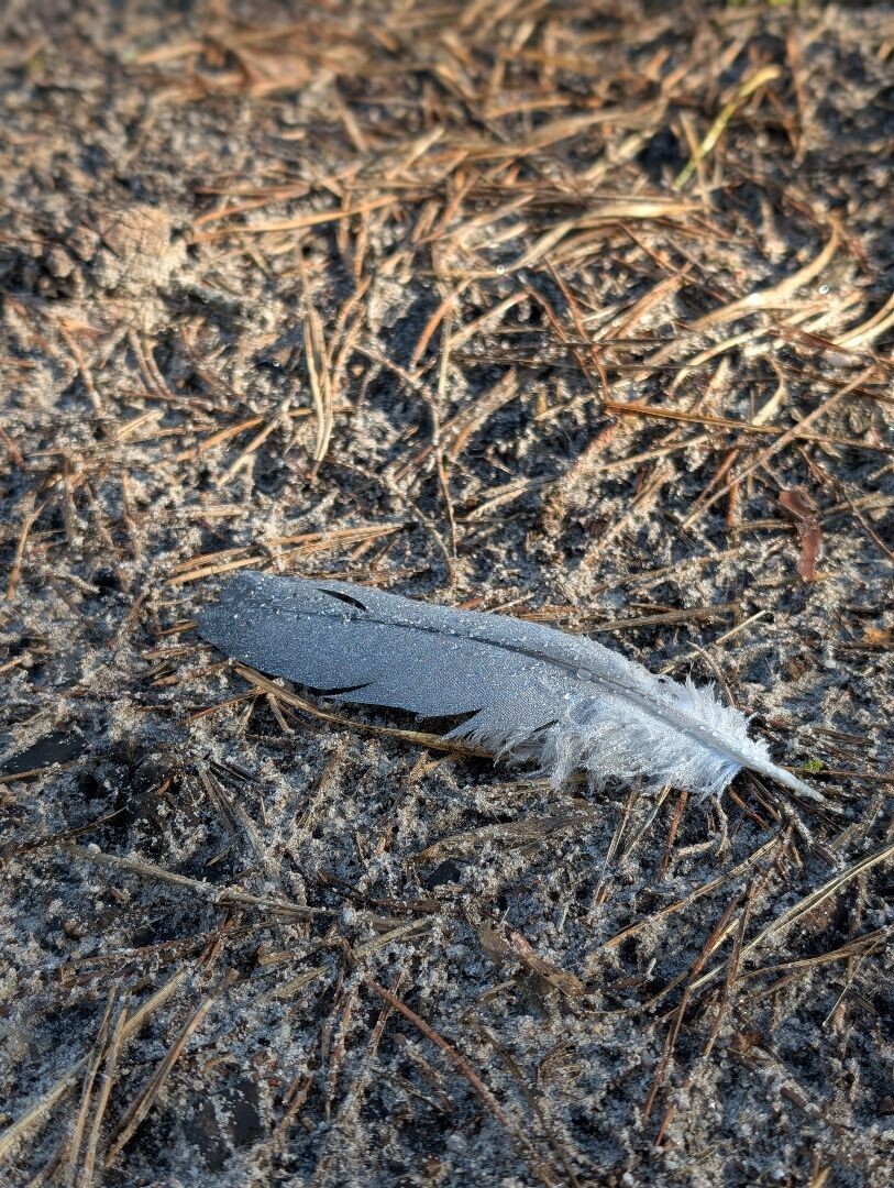 Hardlooproute Planken Wambuis, vlak bij Ede
