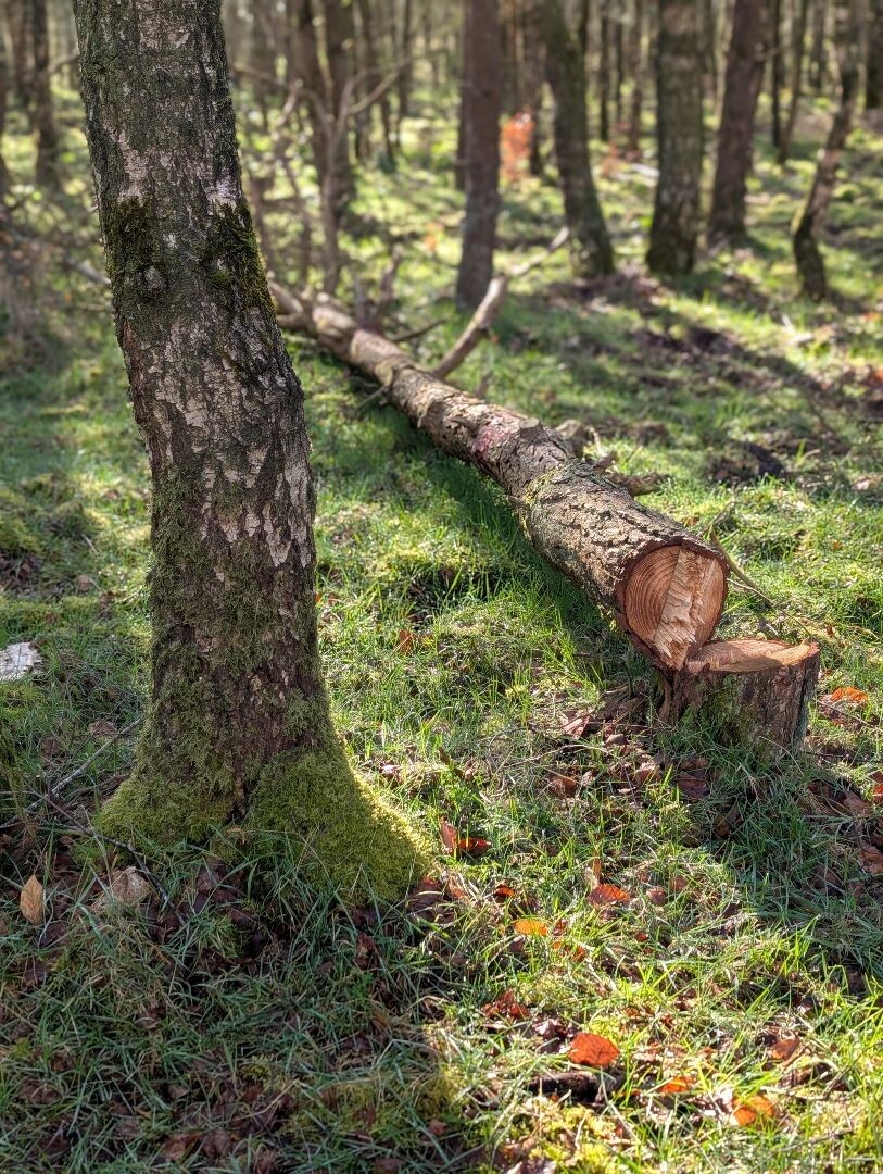 Hardlooproute Planken Wambuis, vlak bij Ede
