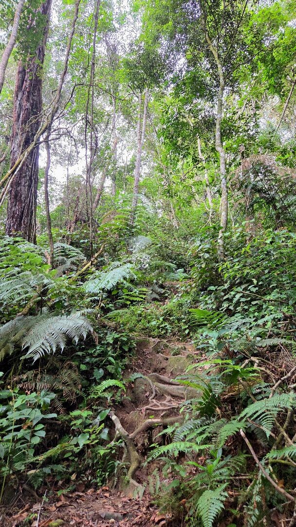 Cameron Highlands - Trail 9 - Robinsons falls