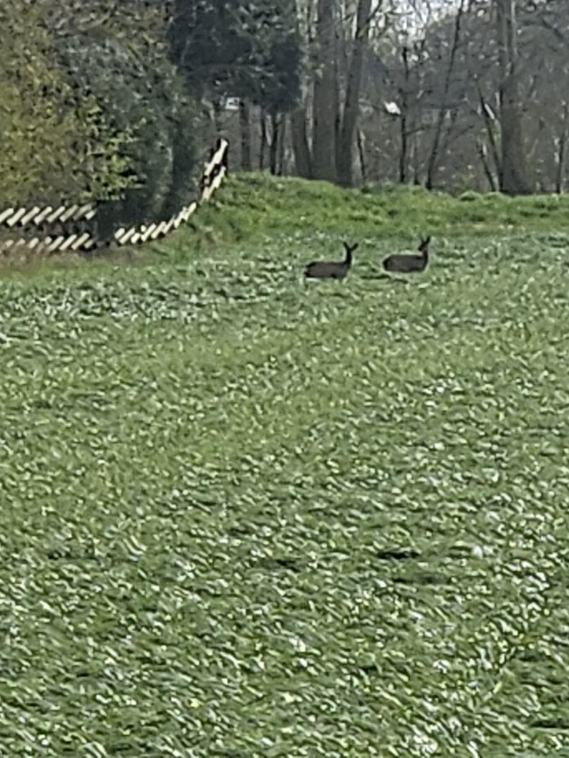 Walk of freedom Dinxperloo