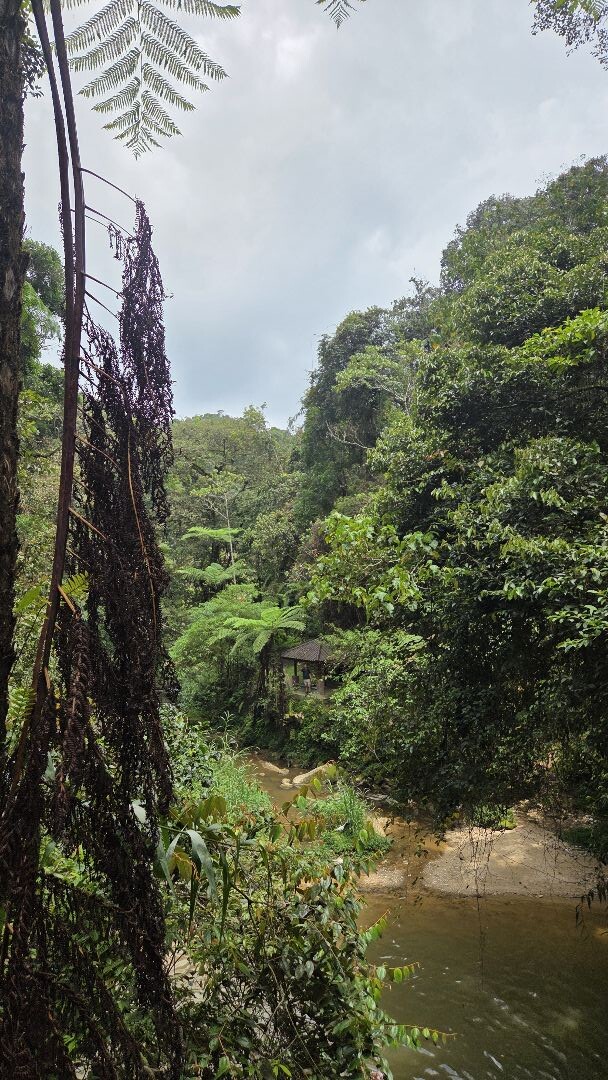 Cameron Highlands- Parit Falls trail 4