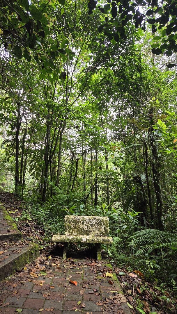 Cameron Highlands- Parit Falls trail 4