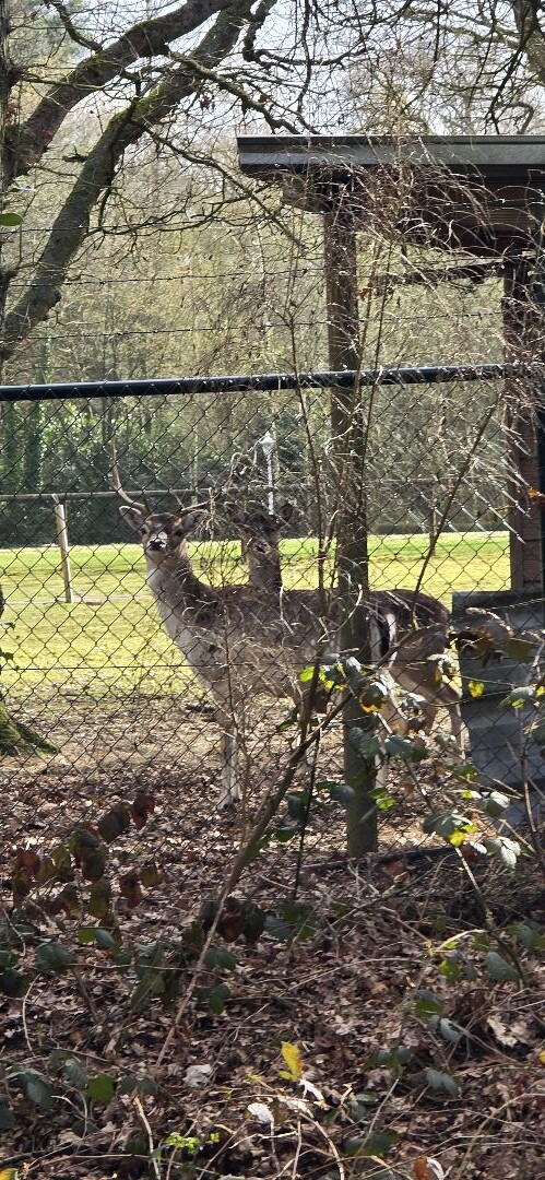 Hamont Naar Achelse Kluis