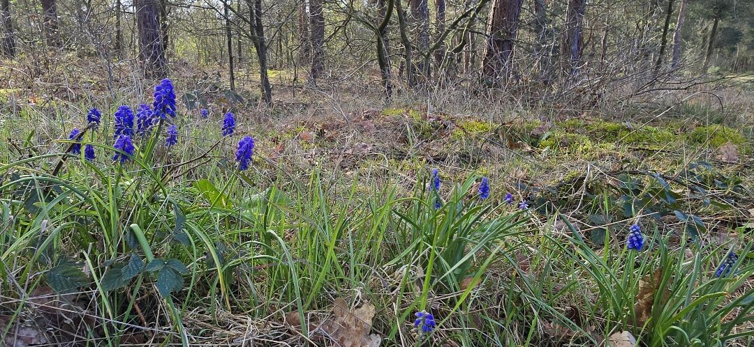 Hamont Naar Achelse Kluis