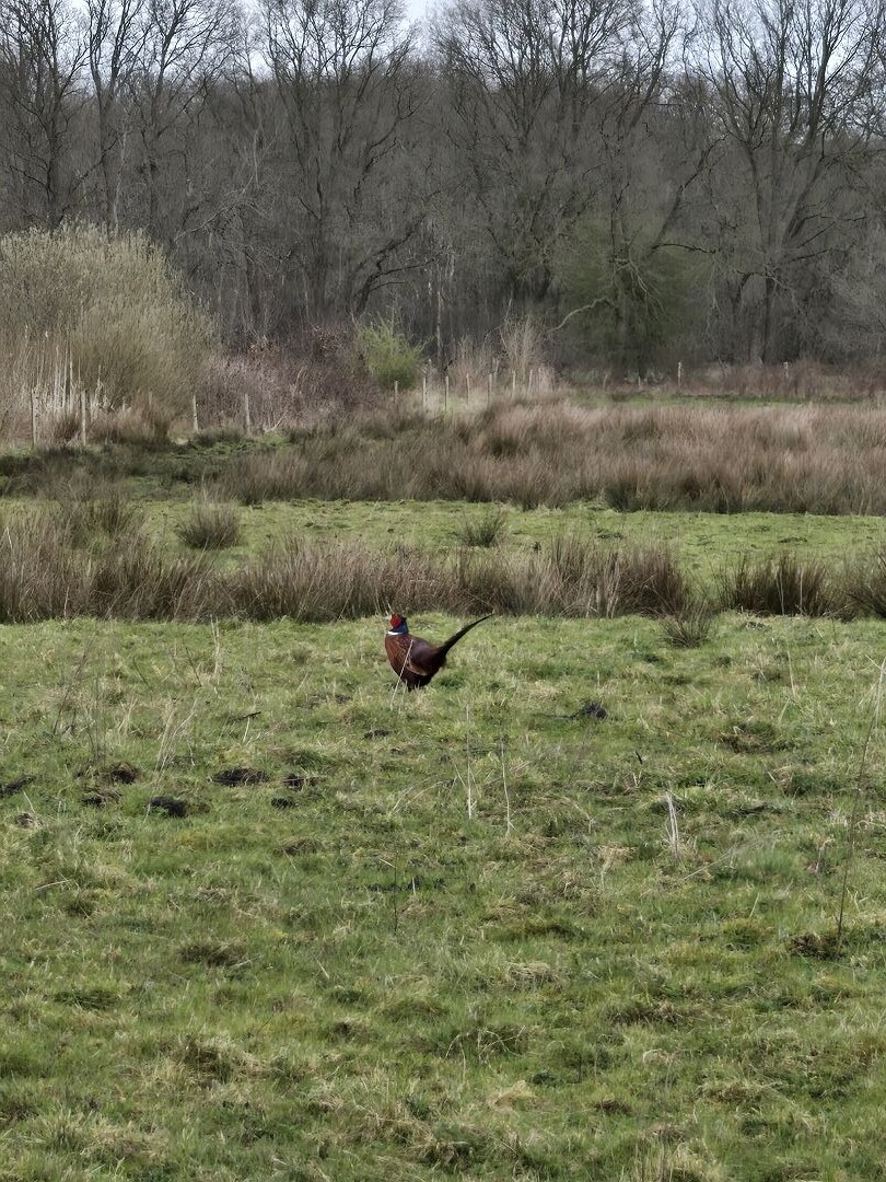 WMD wandelroute Assen