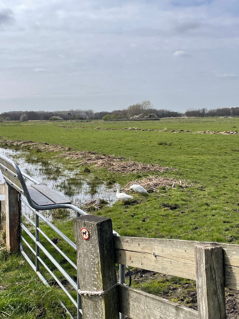 Rondje Balijbos, Bieslandse bos, Dobbe plas, Delftse hout