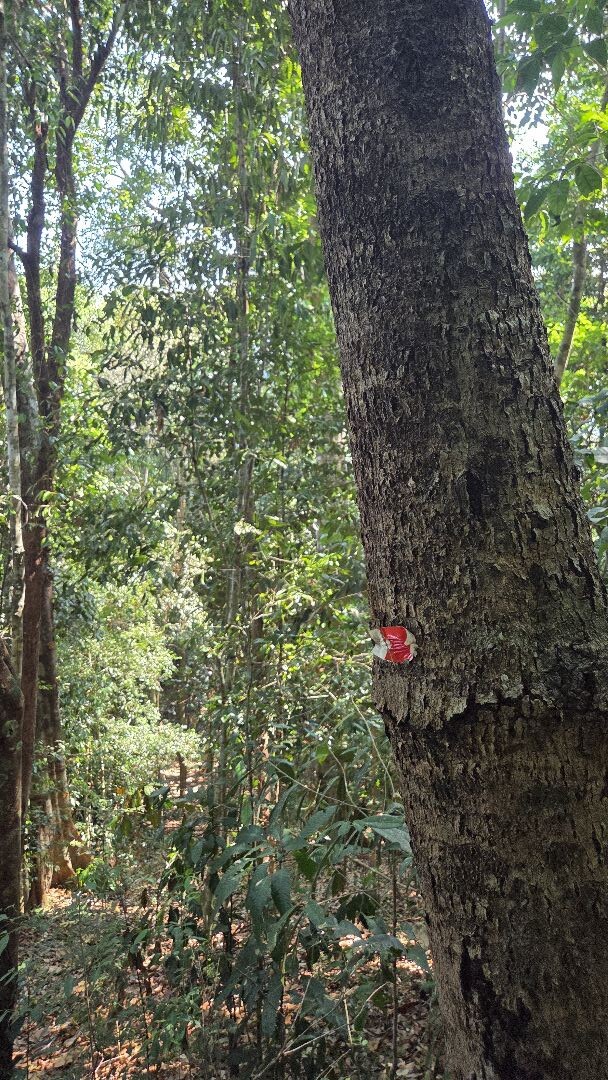 Trail Taman Eko-Rimba Pulau Tali Kail