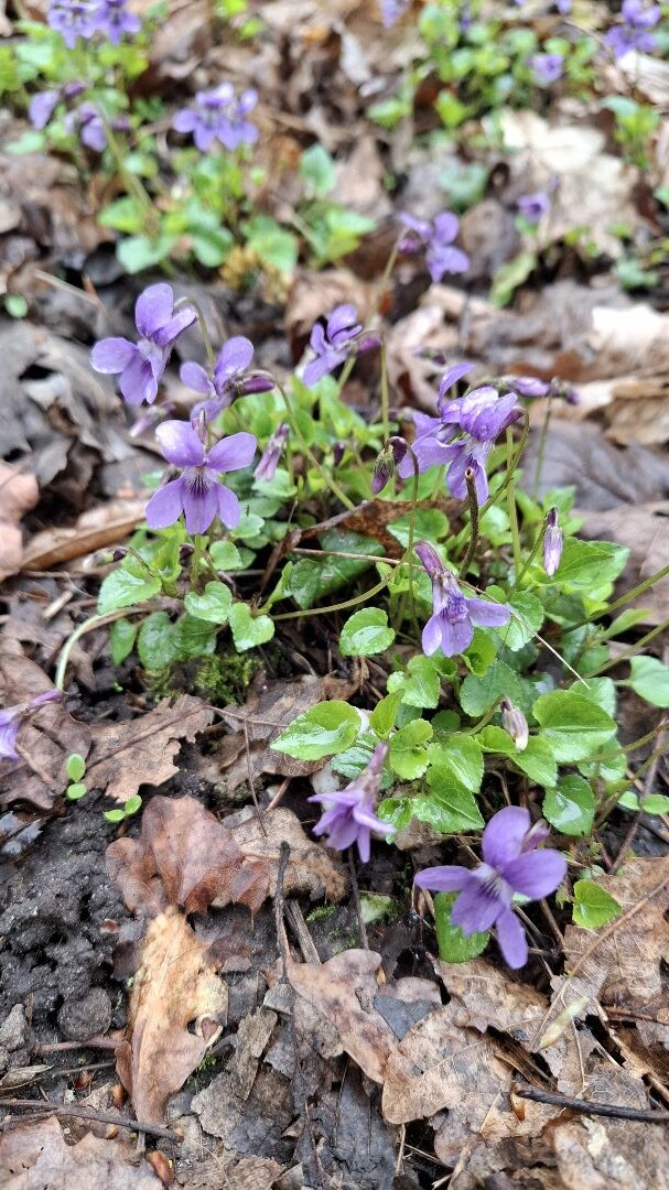 Airbornepad Market Garden - 8A · Airbornepad etappe 34