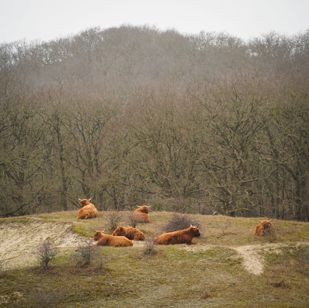 Bergen aan Zee - Alkmaar · Trekvogelpad etappe 1