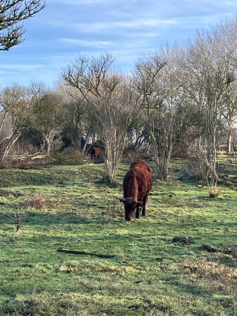 Battenoord - Tholen · GR5 etappe 5