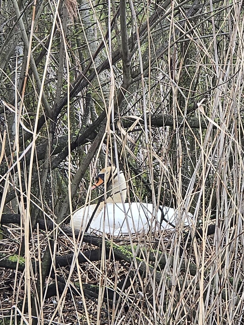 Harbrinkhoek - Groen