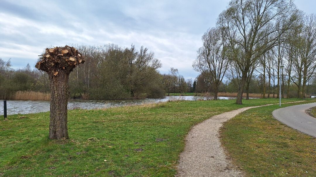 3 km wandeling langs de Grote Rietplas