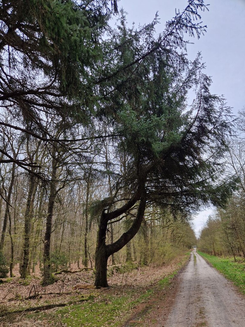 Rolde - Papenvoort · Roots Natuurpad etappe 6