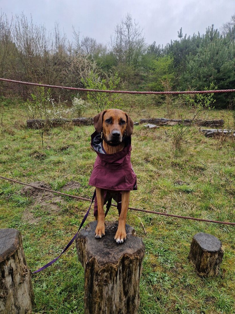 Bijenpad de Bijenkamp