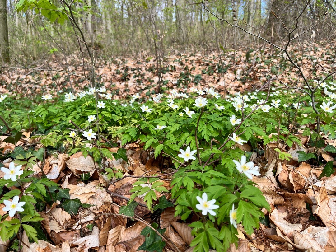 Bad Iburg - Dissen · Hermannsweg etappe 4