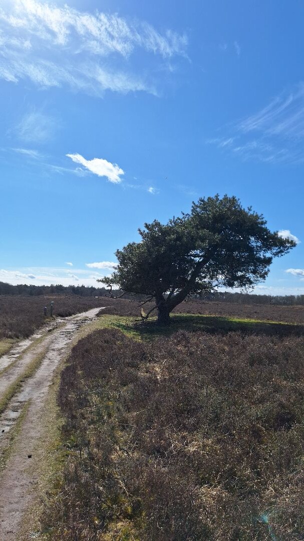 Zuidlaren - Rolde · Pieterpad etappe 4