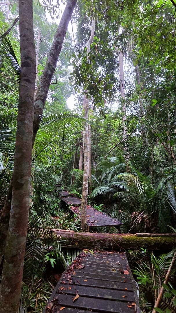 Tahan Hide + Swamp loop