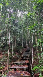 Tahan Hide + Swamp loop